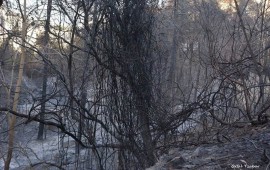 עצים שנפגעו בשריפות בצפון הארץ. צילום: אורטל צבר