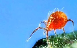 כ- 600 מיליון עכבישים טורפים יסופקו לחקלאים בקולומביה במחיר הגבוה מזהב טהור