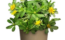 צמח נוי חדש: כוכב ריחני – לגינה ומרפסת עם ניחוח אפרסקי, לתה והקלה ממחלות