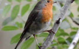 אין ציפורים שמדברות עברית: ''שפת הציפורים'' בפארק נאות קדומים צילום: נפתלי מירון