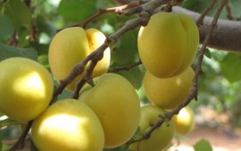 עונת המשמש: המשמשים החדשים משתלטים על השוק