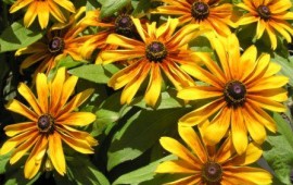 חוסכים מים: טיפים להשקייה חסכונית