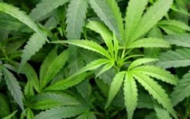 קנביס רפואי: צפי ל- 40 אלף אישורים תוך חמש שנים