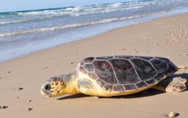 צב הים שלומי חזר הביתה shlomizav