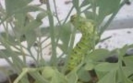 בת ים: הניסוי הצליח, הפרפרים חוזרים לעיר BUTTEREX_