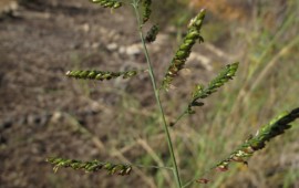 צמחים נדירים בסכנת הכחדה אותרו בנחל הקישון