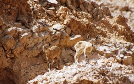 חיות הבר של המדבר מתעוררות לאביב האילתי: הברדלסית "אייבורי" הצטרפה לקרקלים