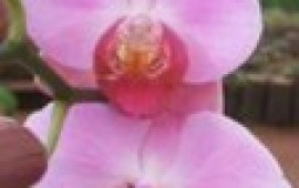 מי מפחד מגידול סחלבים? Sachlav_Orcad