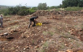 רשות מקרקעי ישראל פינתה כרם זיתים בלתי חוקי ביישוב כליל שבצפון. העצים הועברו לקק"ל