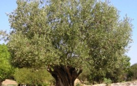 פסטיבל כובשי הזיתים - אל כרמי הזיתים החדשים בנגב