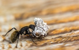 מה בתפריט ? נמלים באוכל של הכלב או החתול קרדיט תמונה FREEPIK